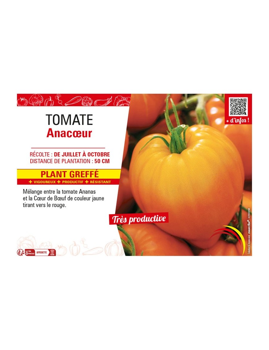 TOMATE ANACŒUR plant greffé