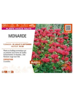 MONARDA (rouge)