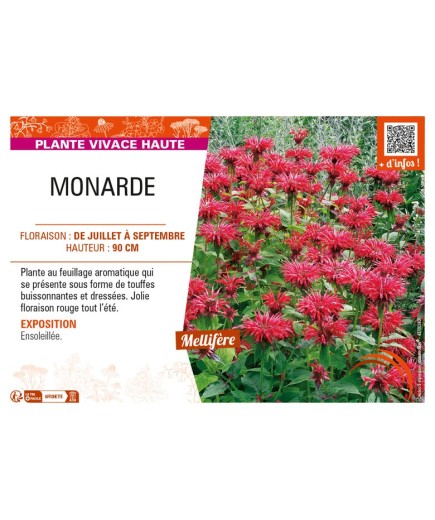 MONARDA (rouge)