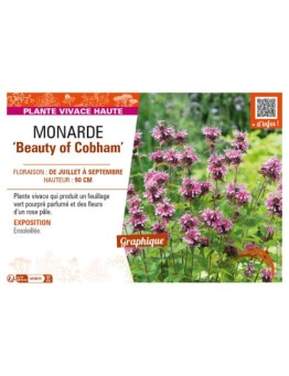 MONARDA Beauty of Cobham