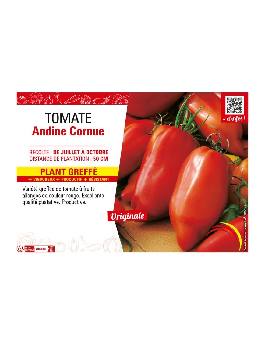 TOMATE ANDINE CORNUE plant greffé