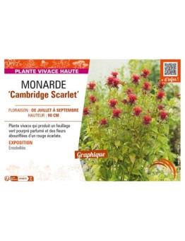 MONARDA Cambridge Scarlet