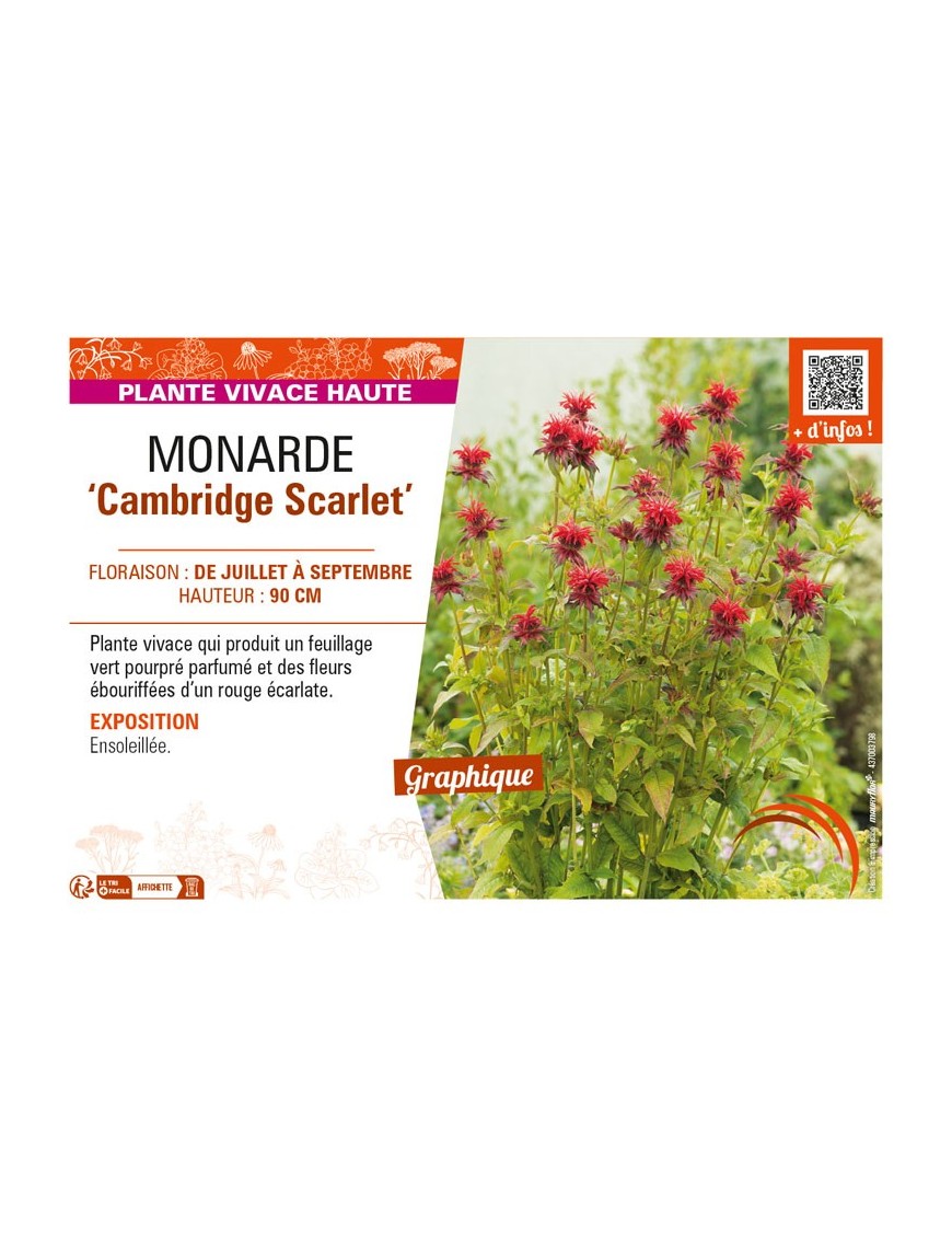MONARDA Cambridge Scarlet