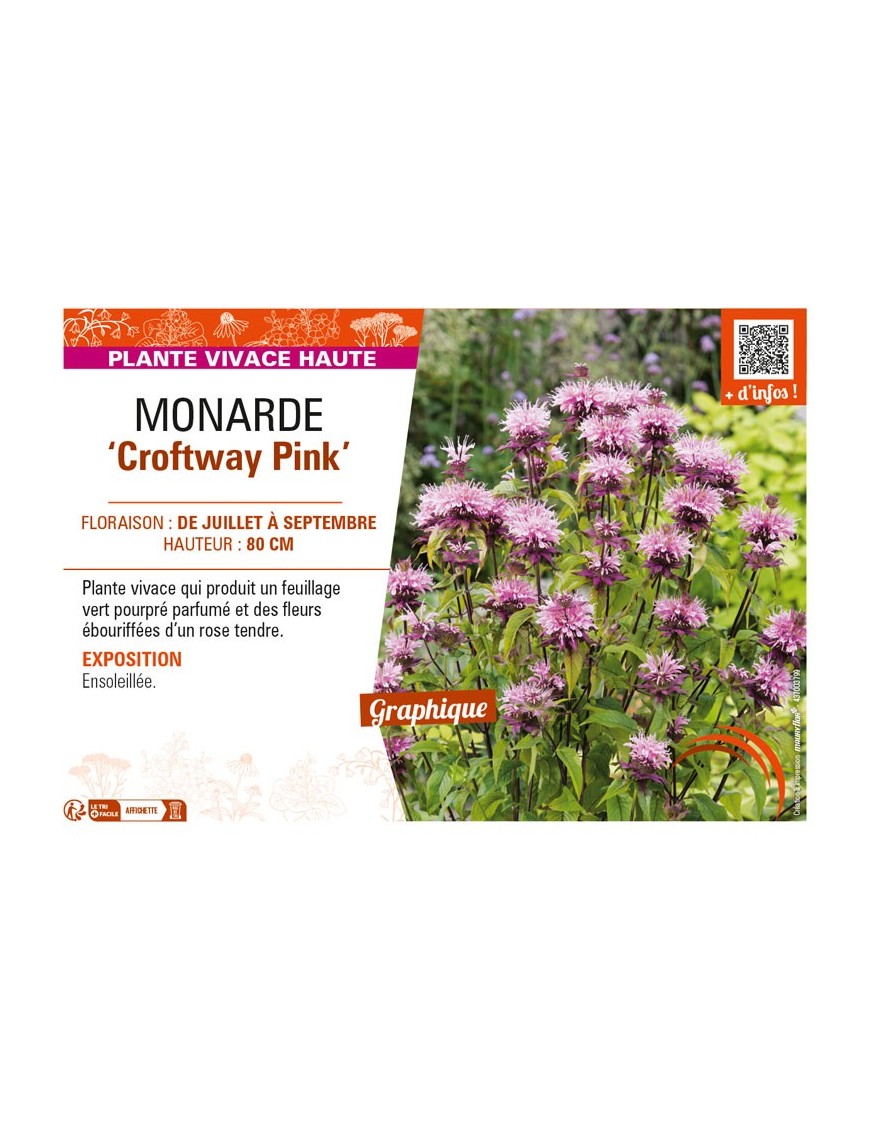 MONARDA Croftway Pink