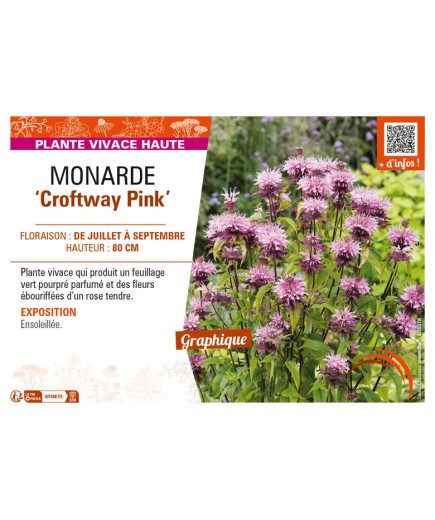 MONARDA Croftway Pink