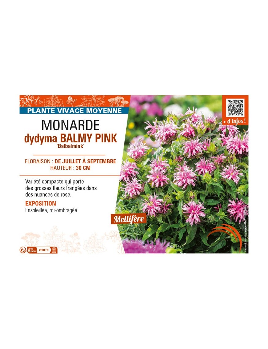 MONARDA didyma BALMY PINK Balbalmink’