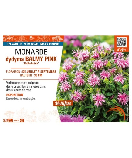 MONARDA didyma BALMY PINK Balbalmink’