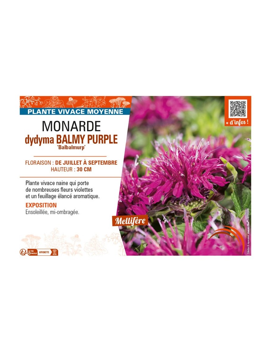 MONARDA didyma BALMY PURPLE Balbalmurp’