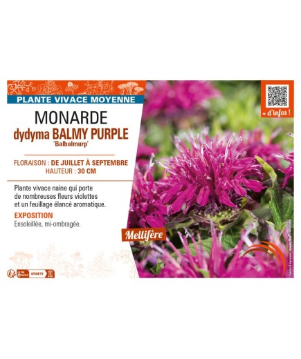 MONARDA didyma BALMY PURPLE Balbalmurp’