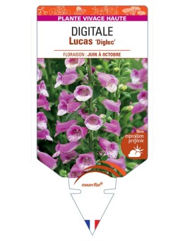 DIGITALIS (purpurea) Lucas Digluc