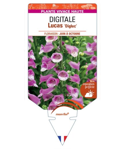 DIGITALIS (purpurea) Lucas Digluc