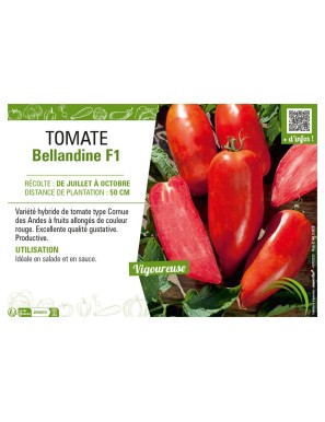 TOMATE BELLANDINE F1