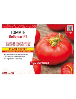 TOMATE BELLEMAR F1 plant greffé