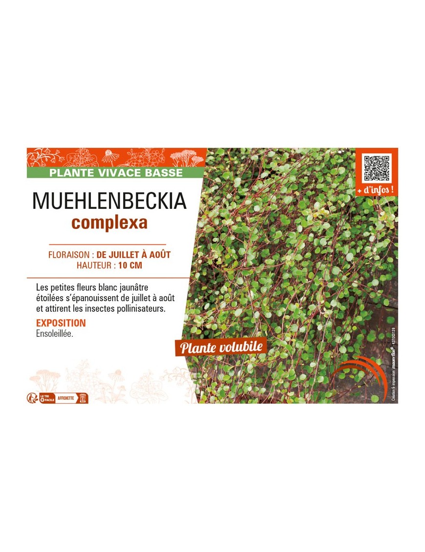 MUEHLENBECKIA COMPLEXA