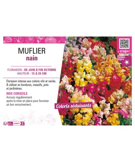 MUFLIER NAIN (varié)