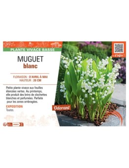 MUGUET BLANC