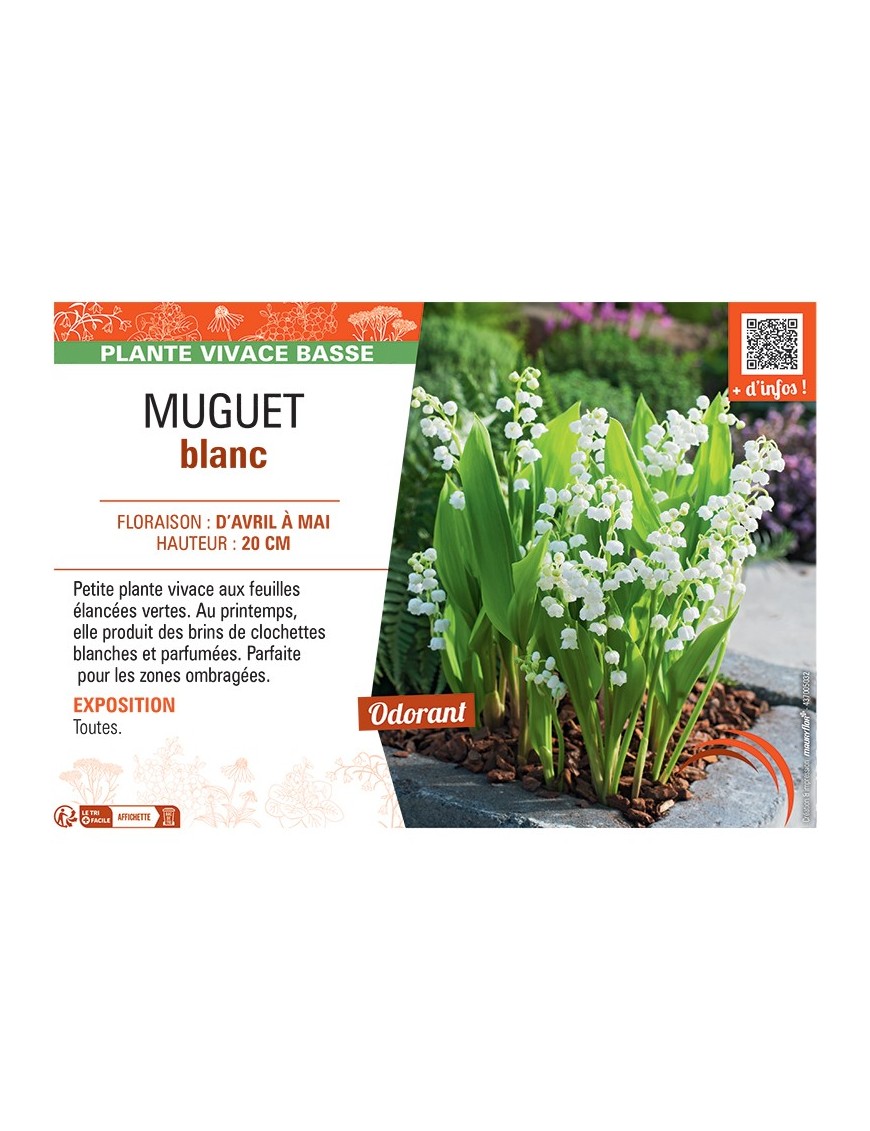 MUGUET BLANC