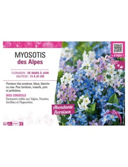 MYOSOTIS DES ALPES
