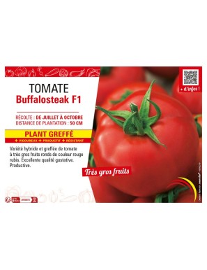 TOMATE BUFFALOSTEACK F1 plant greffé