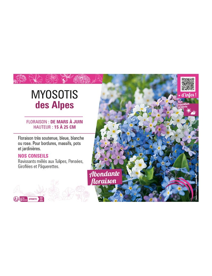 MYOSOTIS DES ALPES
