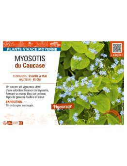MYOSOTIS DU CAUCASE