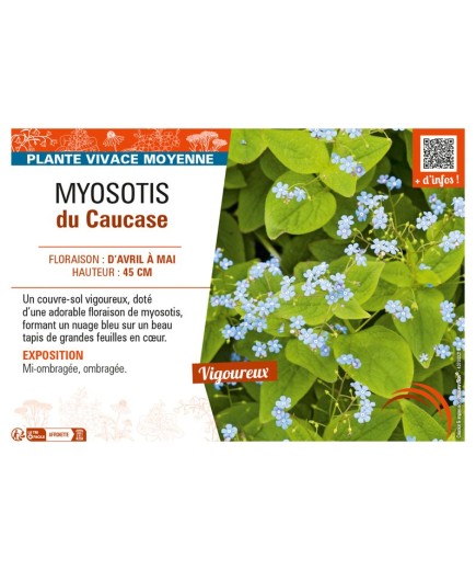MYOSOTIS DU CAUCASE