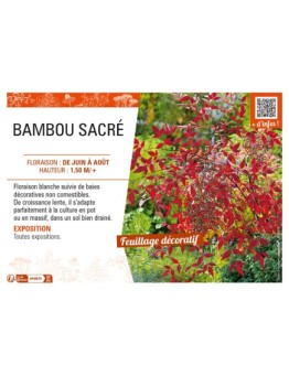 NANDINA DOMESTICA voir BAMBOU SACRÉ