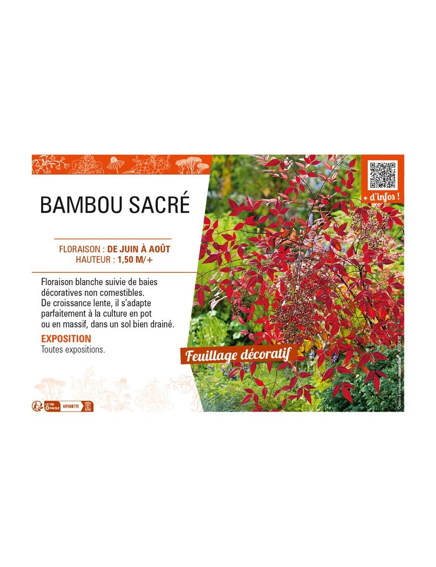 NANDINA DOMESTICA voir BAMBOU SACRÉ