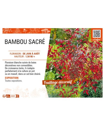 NANDINA DOMESTICA voir BAMBOU SACRÉ