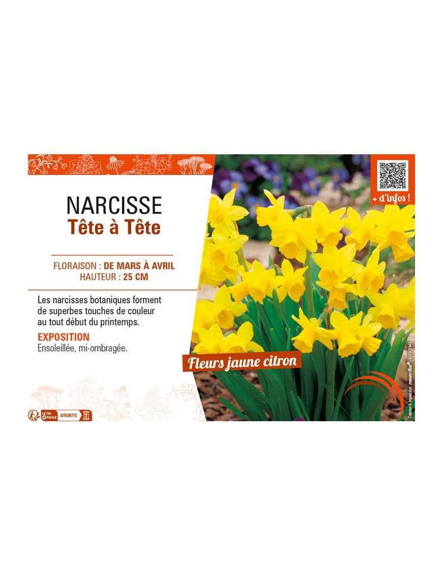 NARCISSE TÊTE À TÊTE