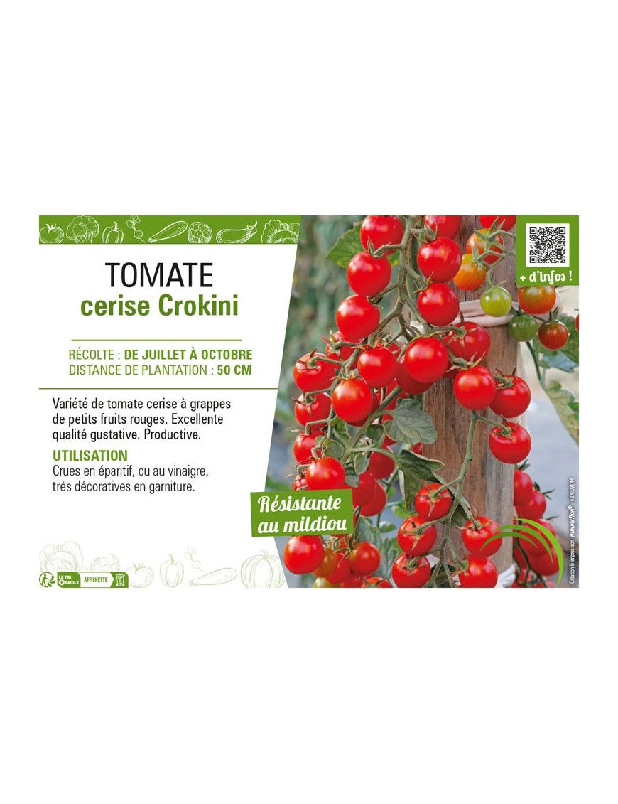 TOMATE CERISE (ROUGE) CROKINI