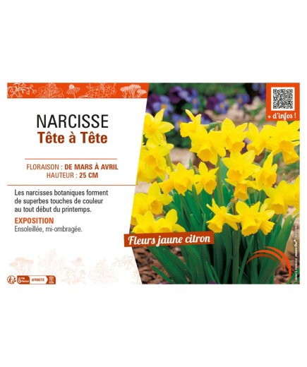 NARCISSE TÊTE À TÊTE