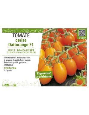 TOMATE CERISE DATTORANGE F1