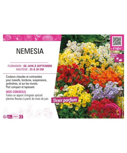 NEMESIA (varié)