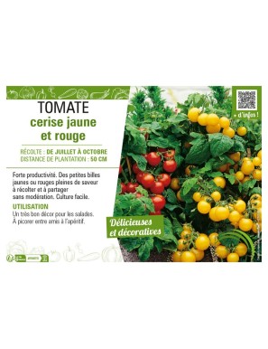 TOMATE CERISE JAUNE ET ROUGE