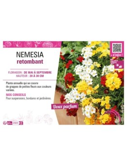 NEMESIA RETOMBANT