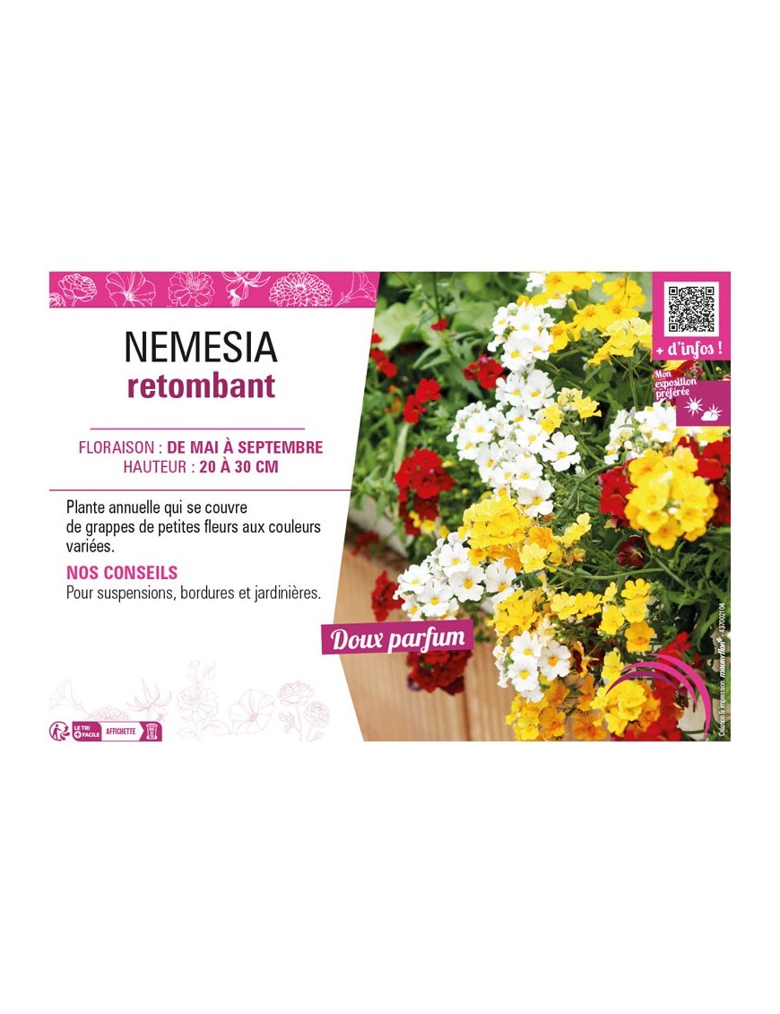 NEMESIA RETOMBANT