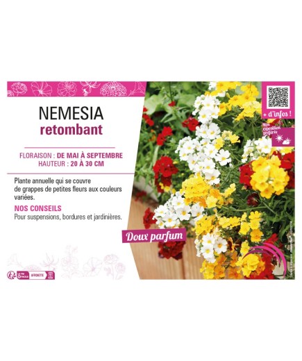 NEMESIA RETOMBANT