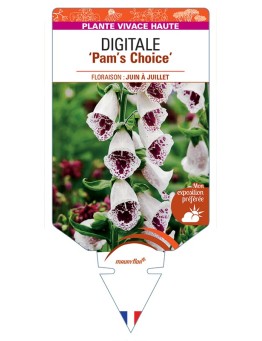 DIGITALIS (purpurea) Pam's Choice