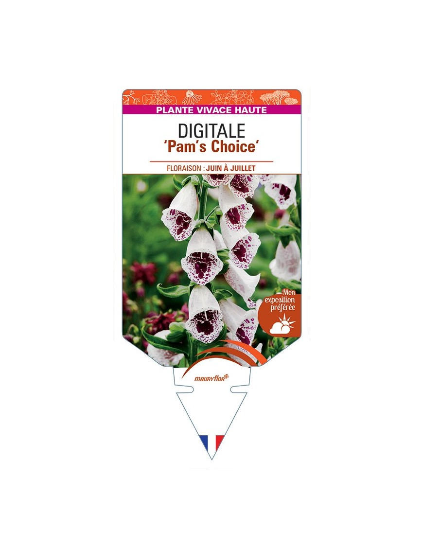 DIGITALIS (purpurea) Pam's Choice