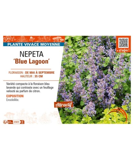 NEPETA (faassenii) Blue Lagoon