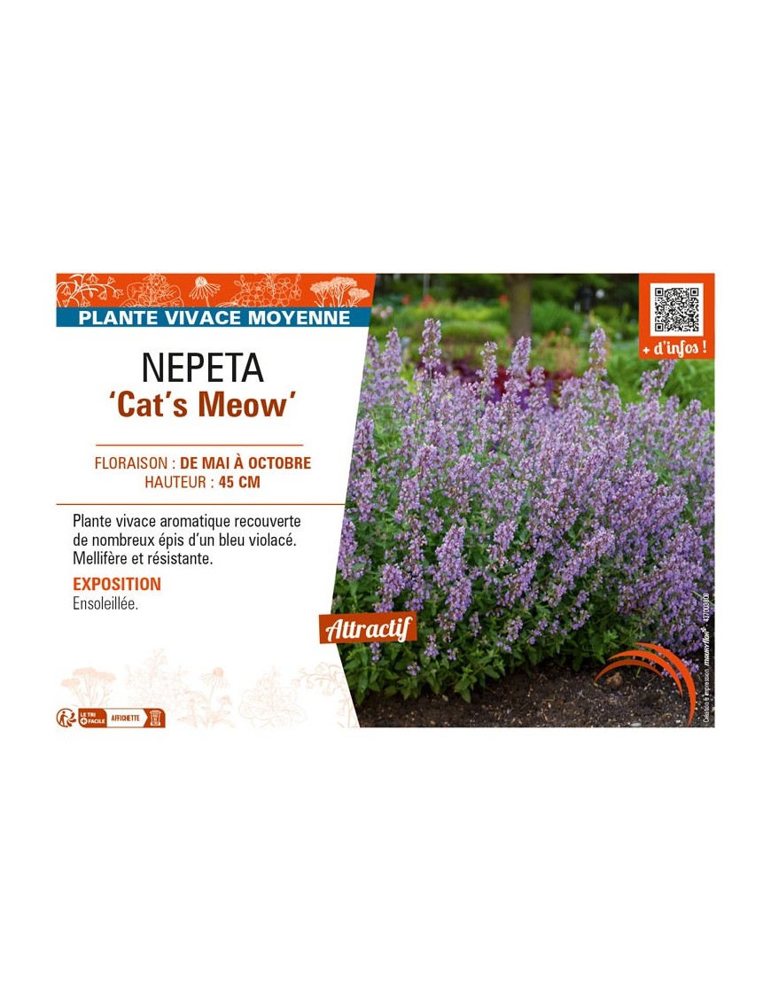 NEPETA (faassenii) Cat’s Meow
