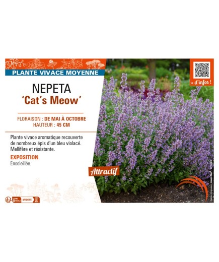 NEPETA (faassenii) Cat’s Meow