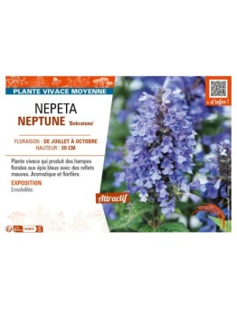 NEPETA (nervosa) NEPTUNE Bokratune