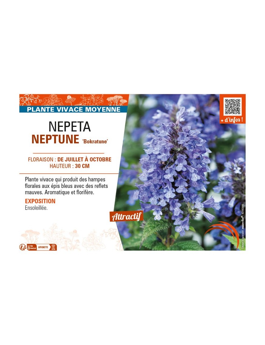 NEPETA (nervosa) NEPTUNE Bokratune