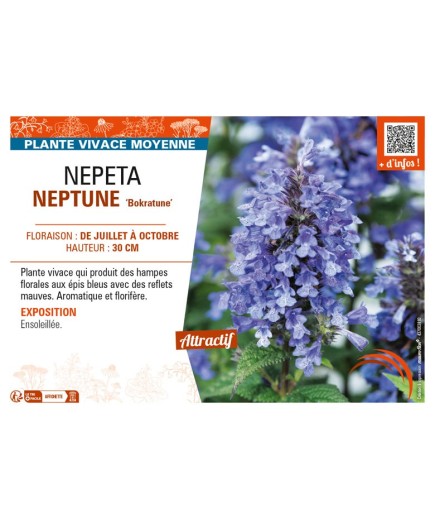NEPETA (nervosa) NEPTUNE Bokratune