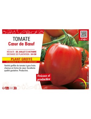TOMATE CŒUR DE BŒUF plant greffé