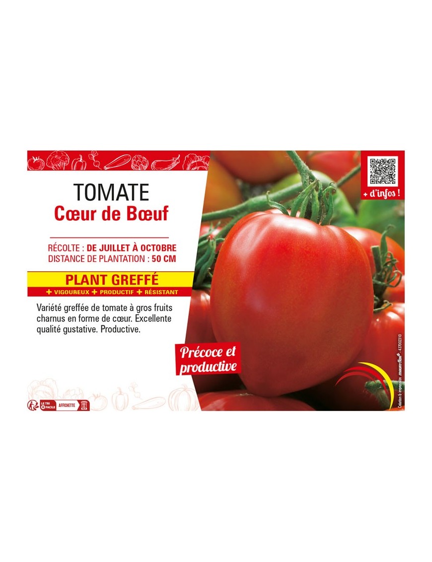 TOMATE CŒUR DE BŒUF plant greffé