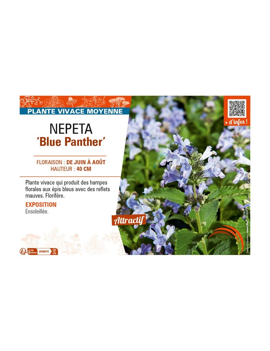 NEPETA (subsessilis) Blue Panther