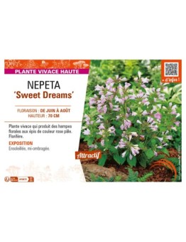 NEPETA (subsessilis) Sweet Dreams